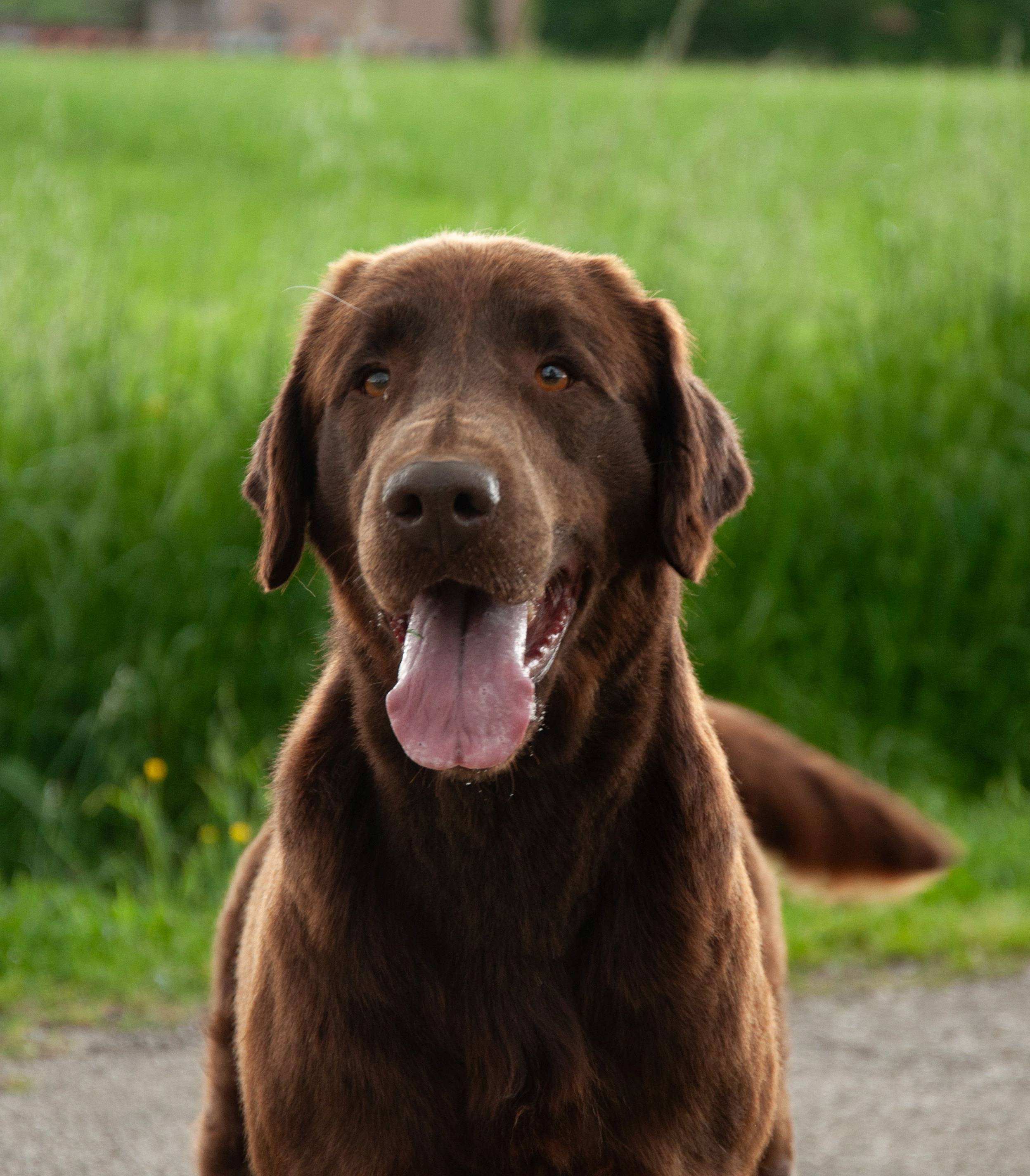 Haru aka Flo - Flat Coated Retriever