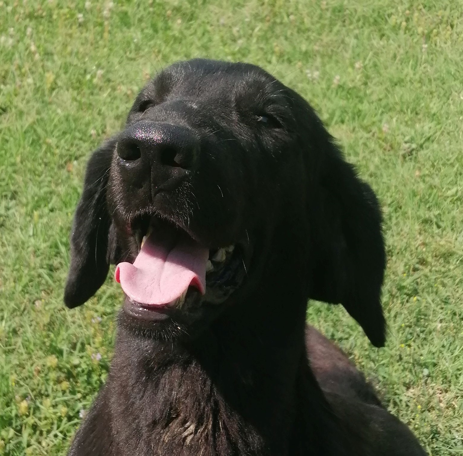 Queen of Green Magic Tea aka Queen - Flat Coated Retriever