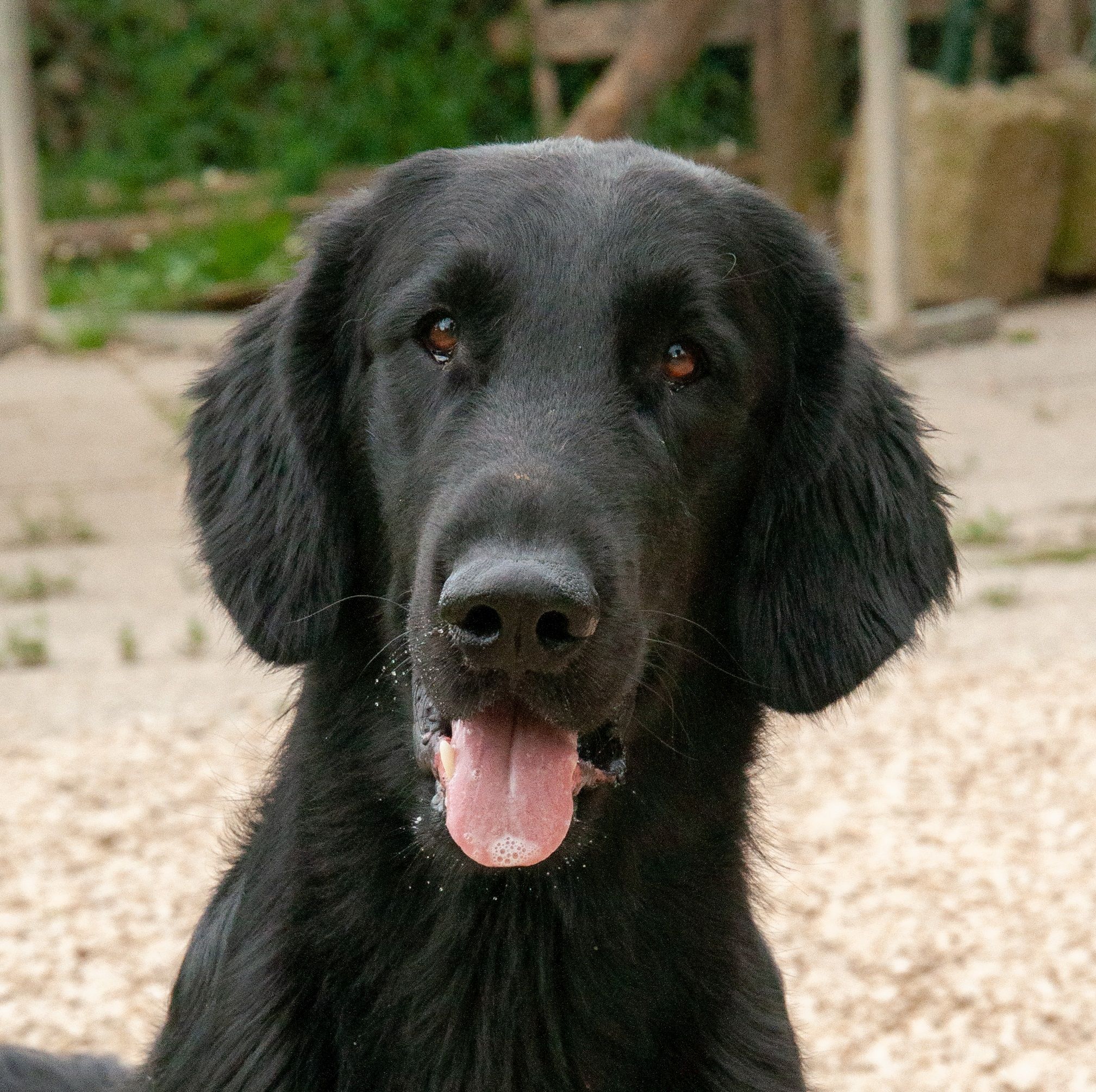 Kir Imperial Black Brianta aka Kir - Flat Coated Retriever